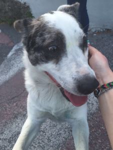 cane_via_strampelli_rieti_4