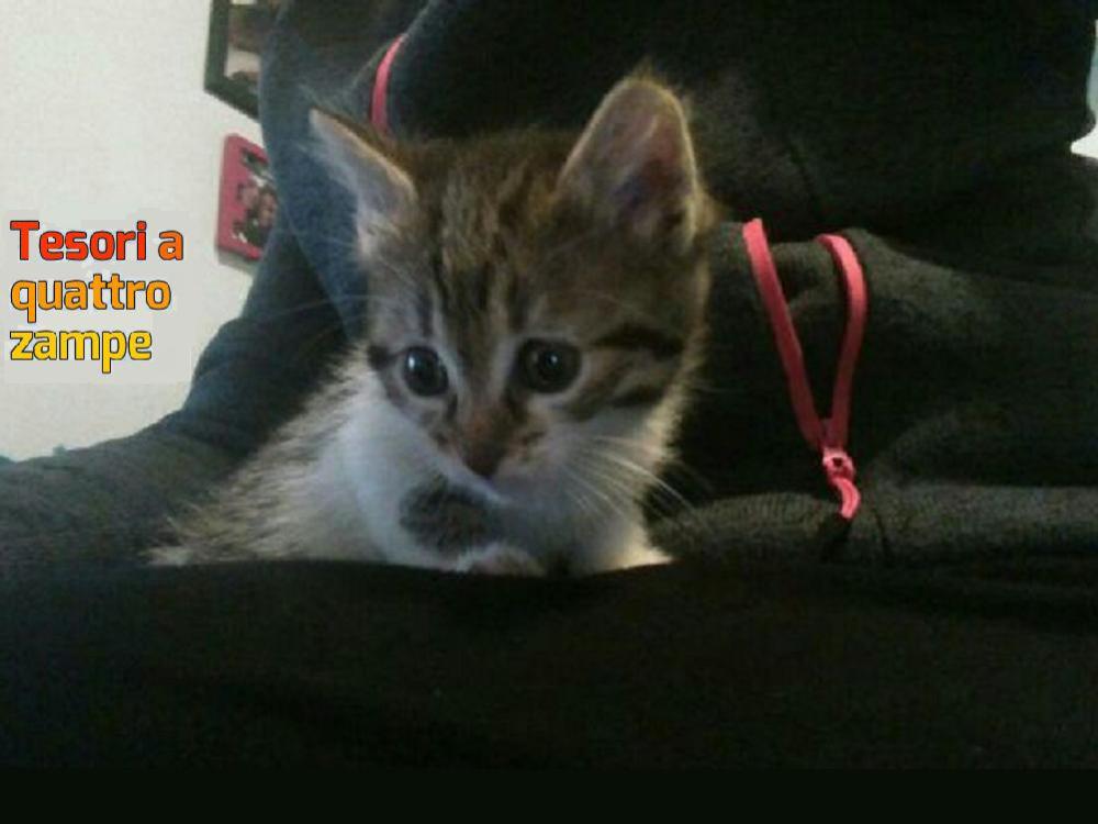 gatto_gattina_maria_elena_fainelli