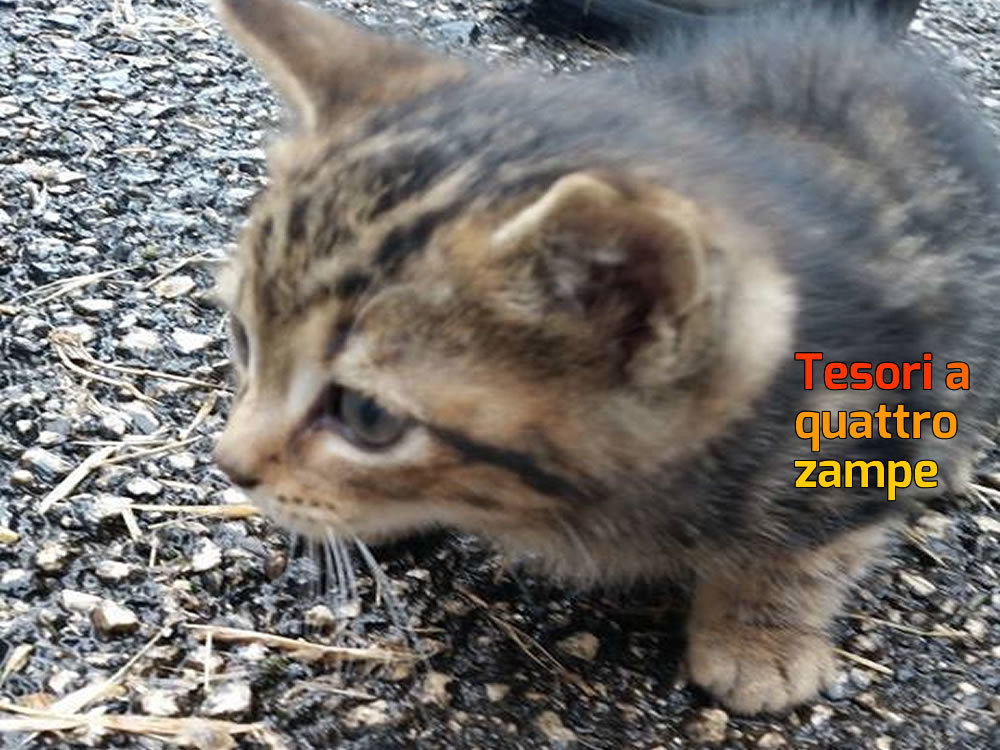 gatto_gattino_chiara_mazzagrilli_2