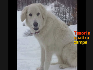 cane_bella_via_manzoni_rieti_adf