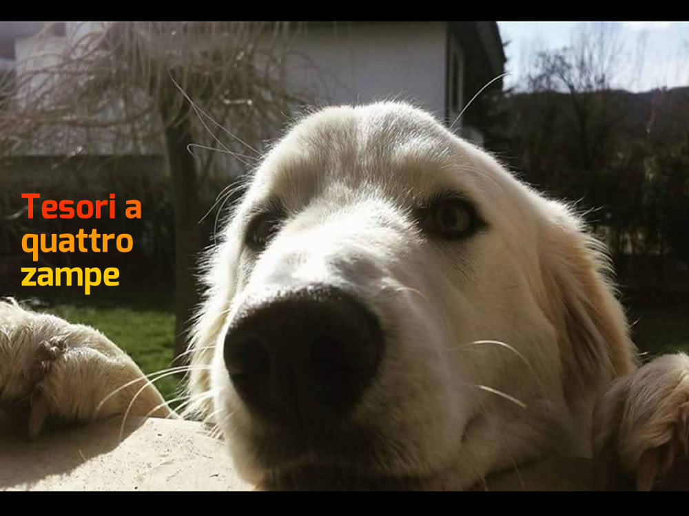 cane_bella_via_manzoni_rieti_adf_2