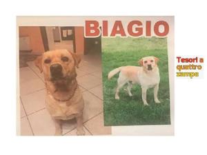 cane_biagio_zona_torano_simone_tomaselli