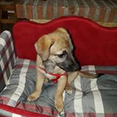 cane_cagnolina_cimitero_alessandro_rossi_adf_2