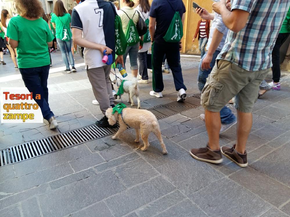 cane_camminata_per_la_vita_rieti_2