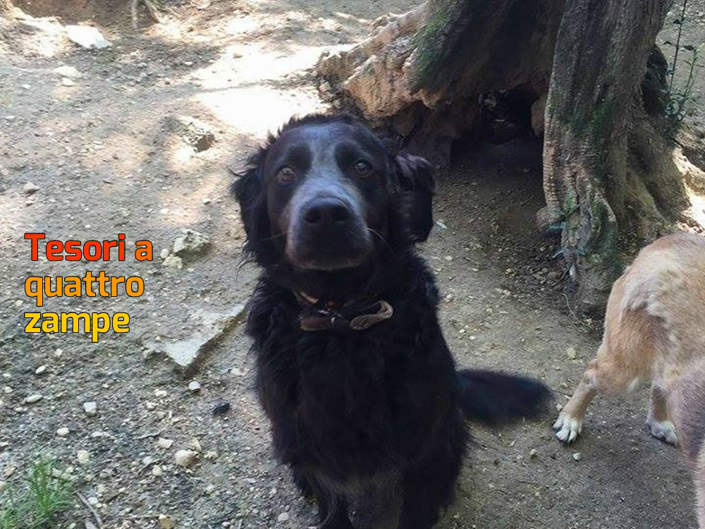 cane_cappero_salisano_tiziana_serra