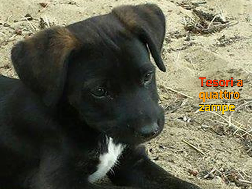 cane_cucciola_anna_cannone_lentini_raffy_2