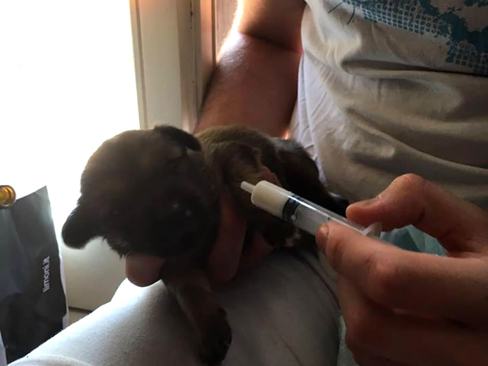 cane_cucciolo_passo_corese_piccolissimo_2