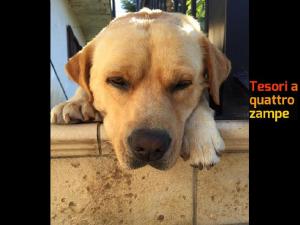 cane_dario_di_francesco_biagio