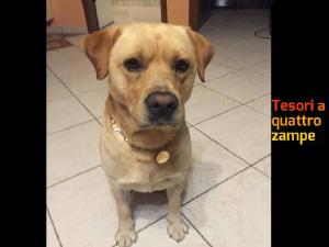 cane_dario_di_francesco_biagio_2