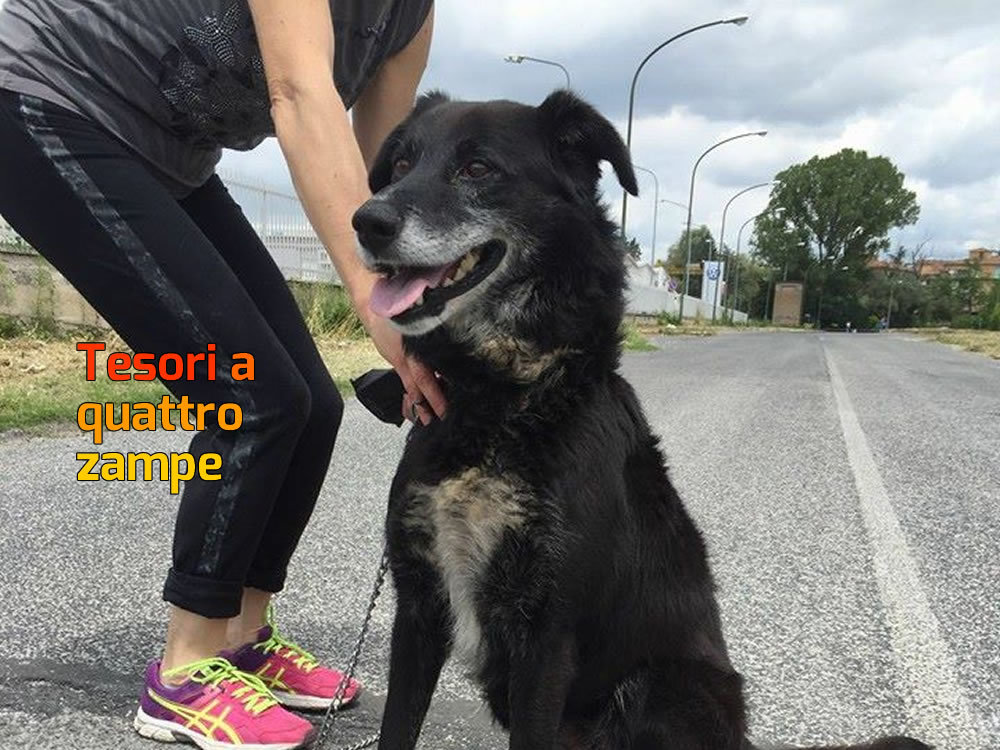 cane_nero_sanitario_adf