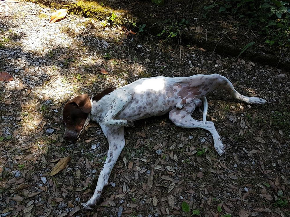 cane_pointer_sabina_p&f_2