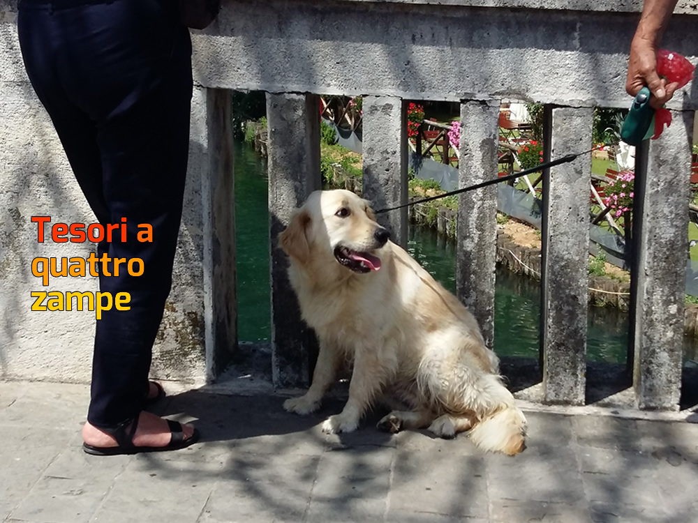 cane_processione_rieti_2016_5