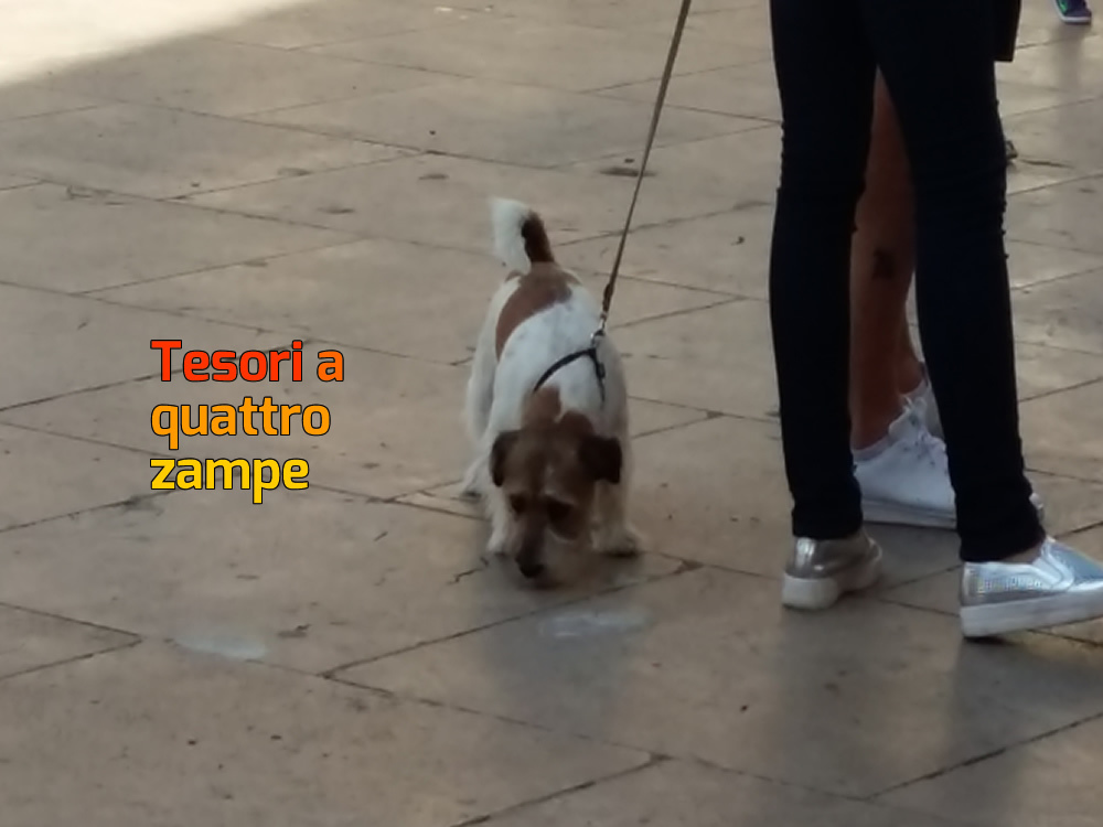 cane_processione_rieti_2016_8