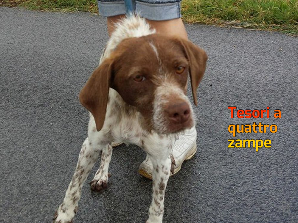 cane_setter_sanitario_adf
