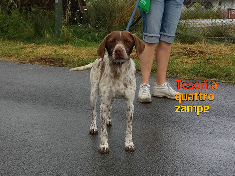 cane_setter_sanitario_adf_3