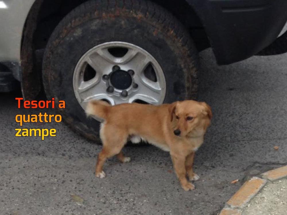 cane_stazione_veronica_piras