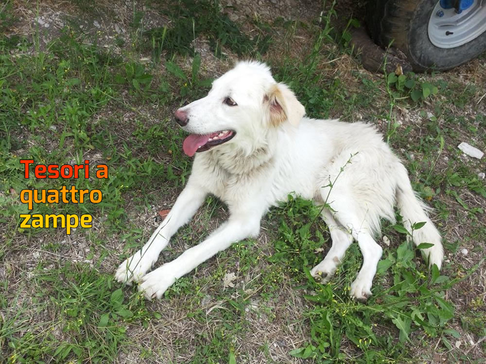 cane_teodora_nerola_palaniciuc