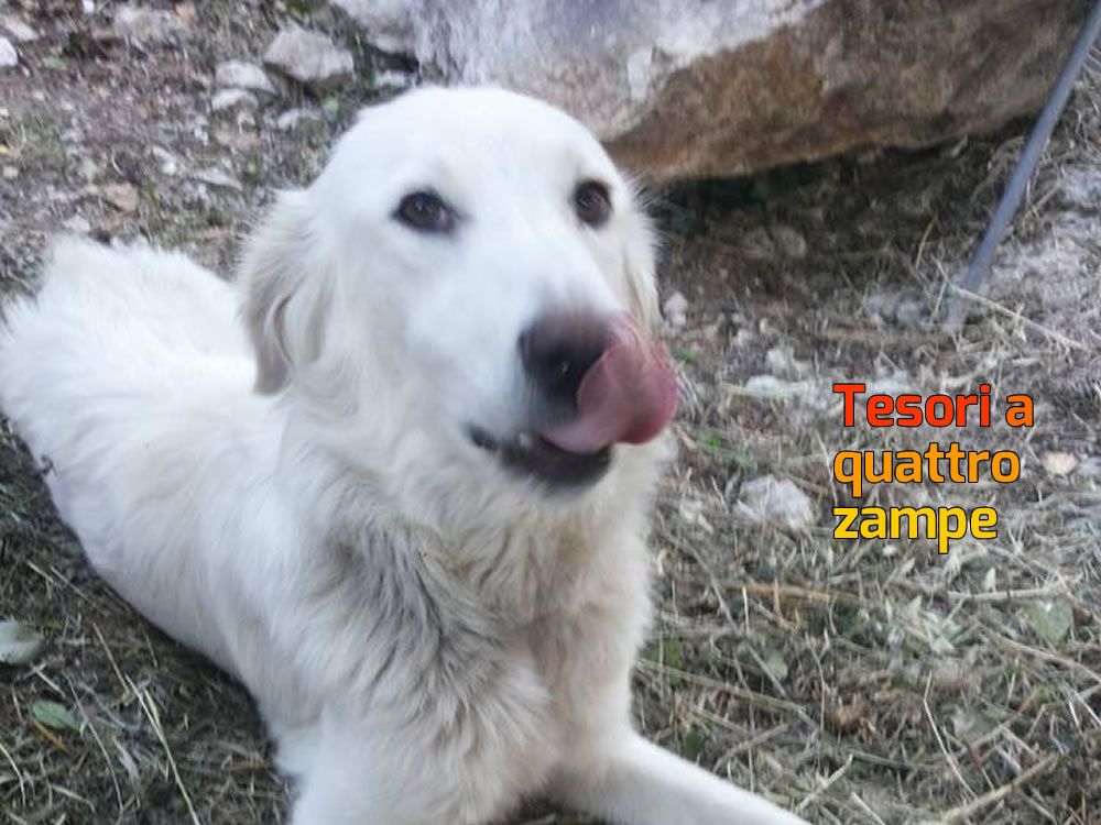 cane_teodora_nerola_palaniciuc_3