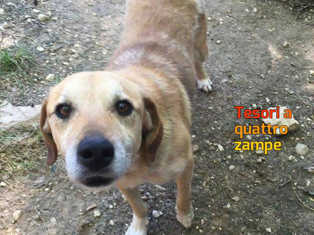cane_tommy_salisano_tiziana_serra