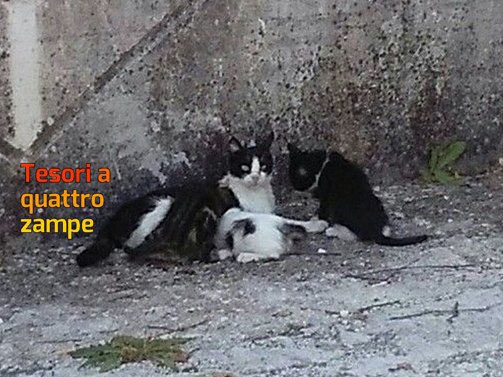 gatto_gatti_san_giovanni_reatino_2