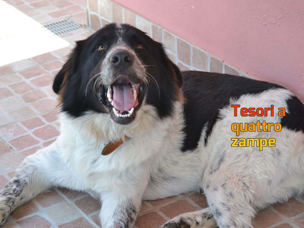 cane_alessandra_pic_2