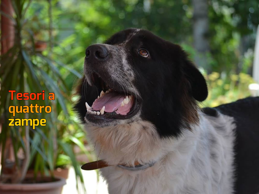 cane_alessandra_pic_3