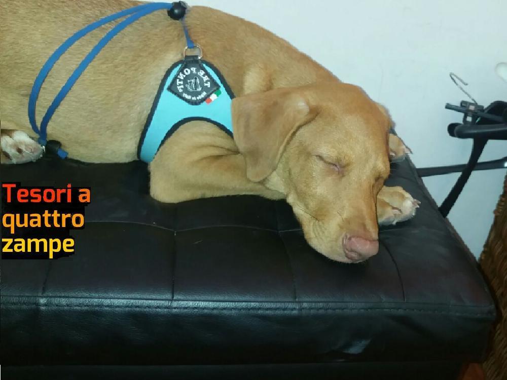 cane_arturo_raffy_adottato