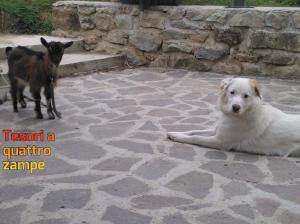 cane_botolo_michelle_poiccard