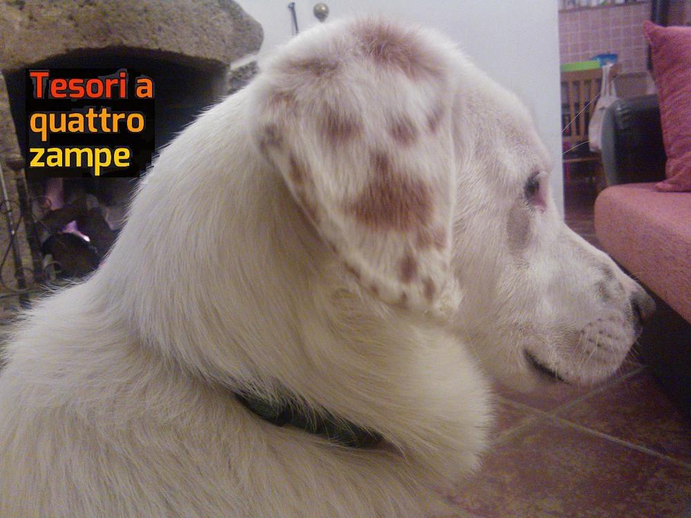 cane_botolo_michelle_poiccard_3