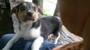 cane_cucciolo_la_foresta_roberta_di_carlo