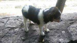 cane_cucciolo_la_foresta_roberta_di_carlo_2