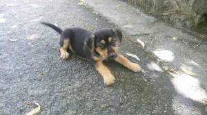 cane_cucciolo_la_foresta_roberta_di_carlo_4
