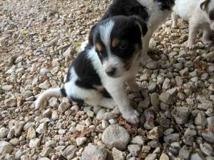 cane_cucciolo_la_foresta_roberta_di_carlo_5