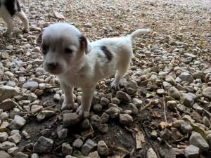 cane_cucciolo_la_foresta_roberta_di_carlo_6