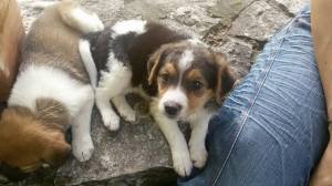 cane_cucciolo_la_foresta_roberta_di_carlo_8