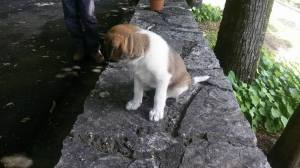 cane_cucciolo_la_foresta_roberta_di_carlo_9