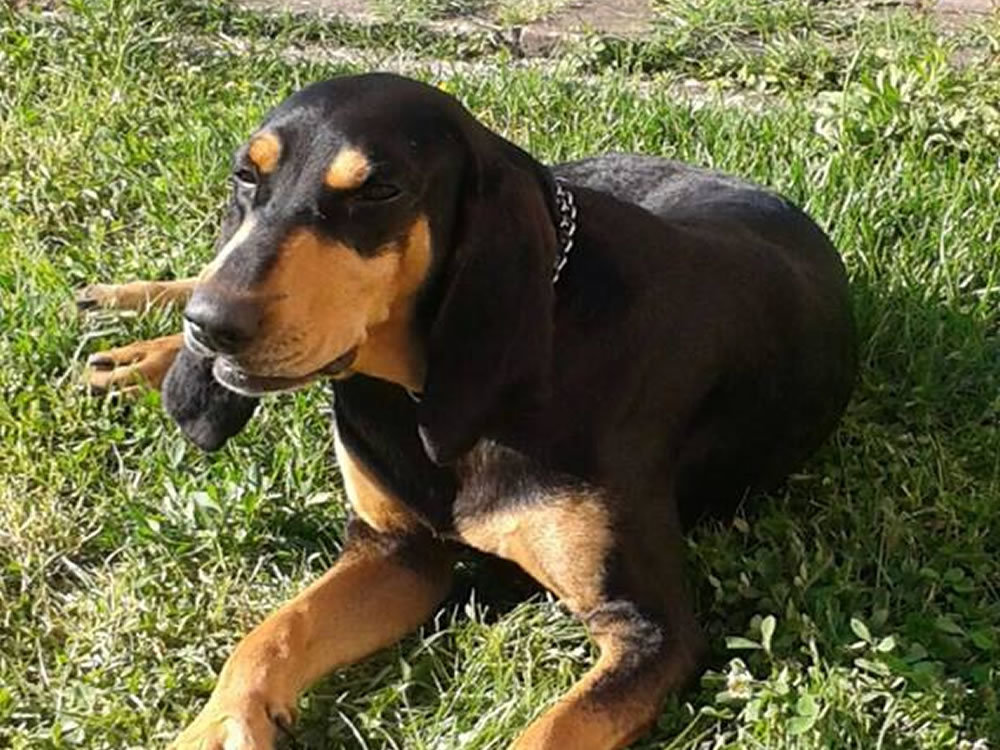 cane_guinness_p&f