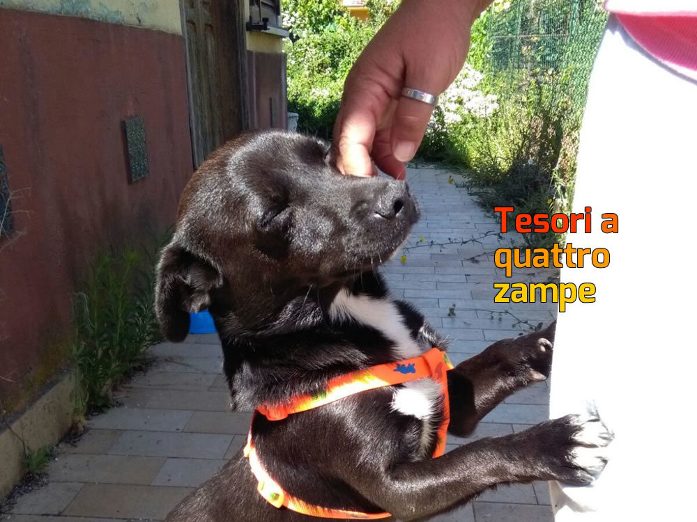 cane_maltrattato_pistola_rieti_salvato_raffy