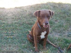 cane_vasco3_p&f