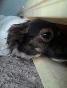 cane_via_salvo_dacquisto_sanitario_adf_2