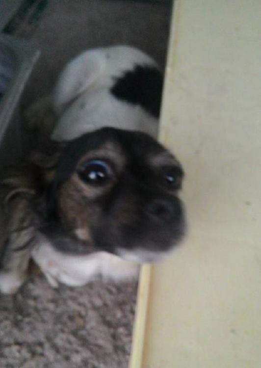 cane_via_salvo_dacquisto_sanitario_adf_4
