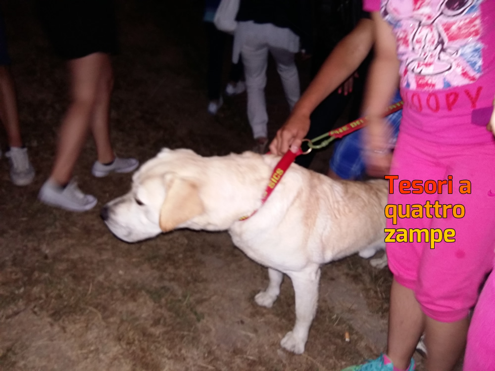 cani_spettacolo_velino_2016_5