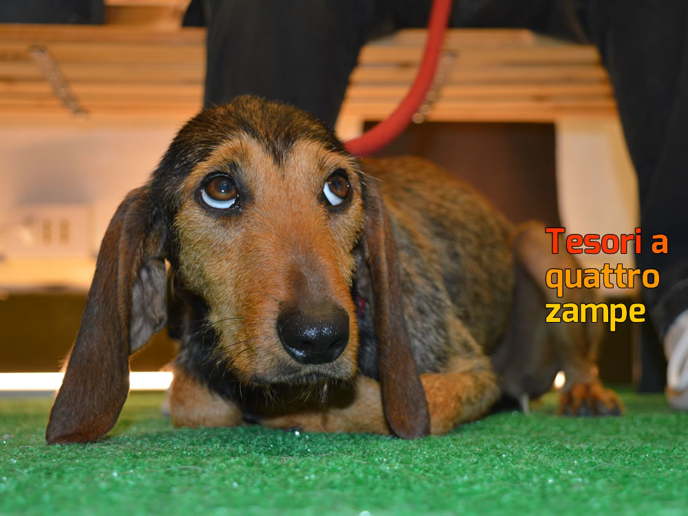 dammi_una_zampa_ispide_2