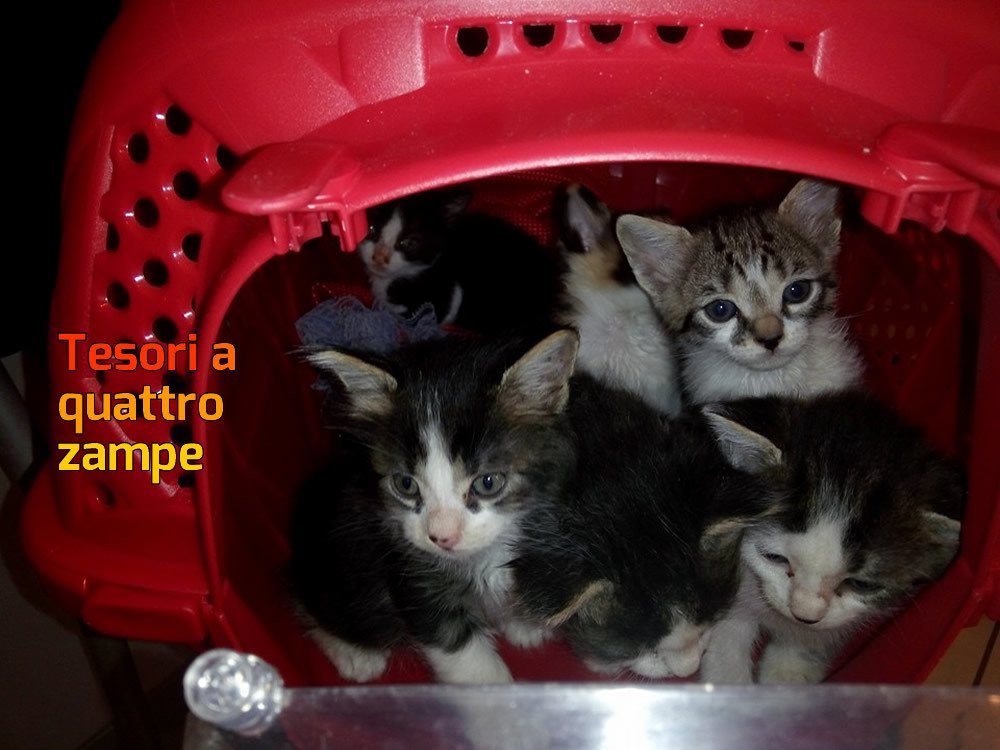gatto_gattini_ambulatorio_centro_italia