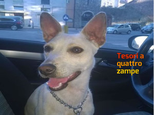 cane_bianca_via_aldo_moro_raffy