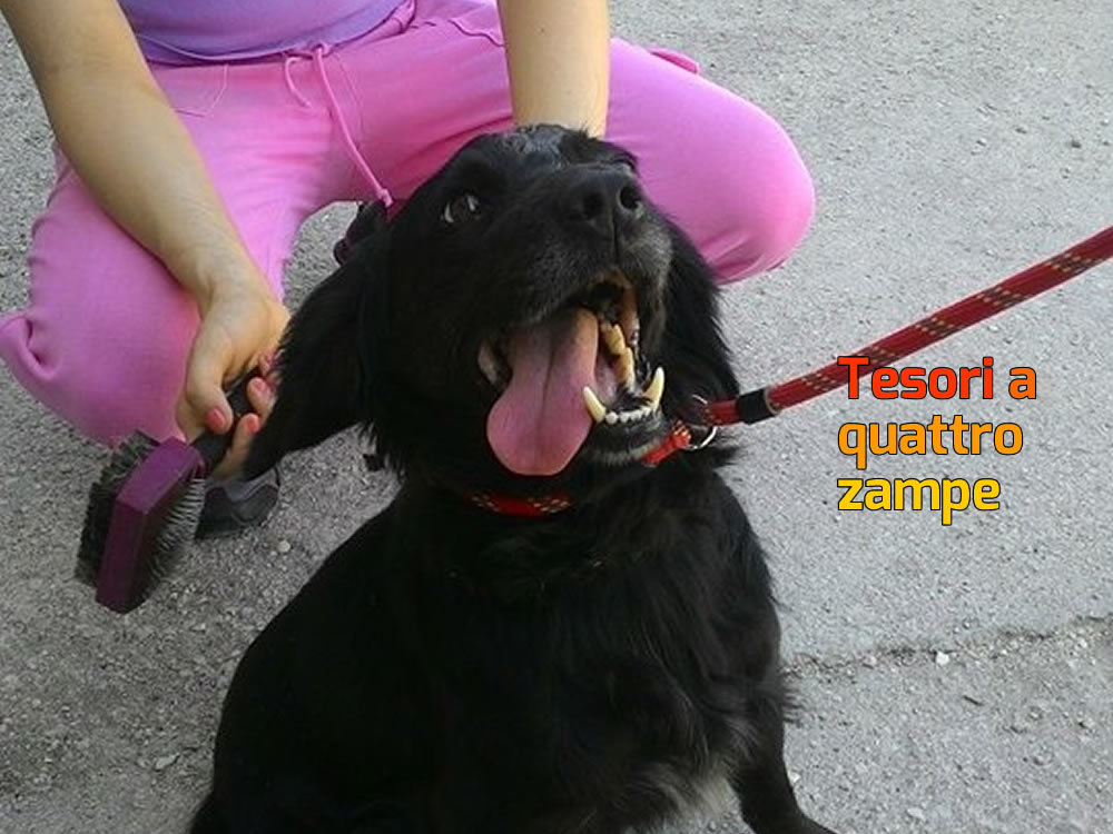 cane_buco_in_testa_sanitario_adf_2