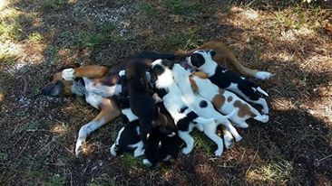 cane_cani_silvia_masci