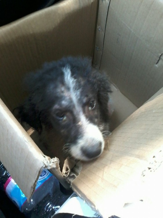 cane_catia_caracci_frosinone_scatolone_raffy