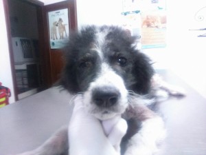 cane_catia_caracci_frosinone_scatolone_raffy2