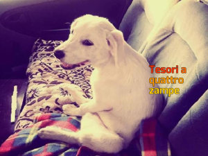 cane_cucciolo_paralizzato_marina-624x469